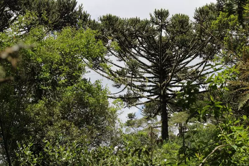 Líderes Indígenas Presos: O Choque Ambiental que Abala a Última Reserva de Araucárias do Brasil