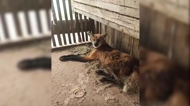 Lobo-guará ferido é resgatado dentro de galinheiro em cidade do interior de SP — veja o susto!