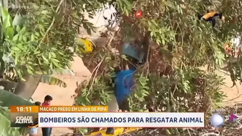 Macaco em apuros: Bombeiros realizam resgate inusitado após animal ficar preso em linha de pipa em Goiás