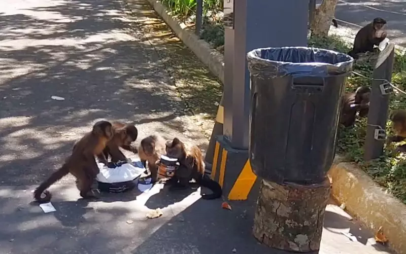 Macacos Invadem Poços de Caldas: Apreensão e Busca por Soluções na Cidade Mineira