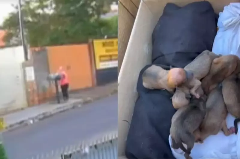 Mãe Abandona Recém-Nascidos em Córrego: A Chocante Confissão que Abalou o Paraná