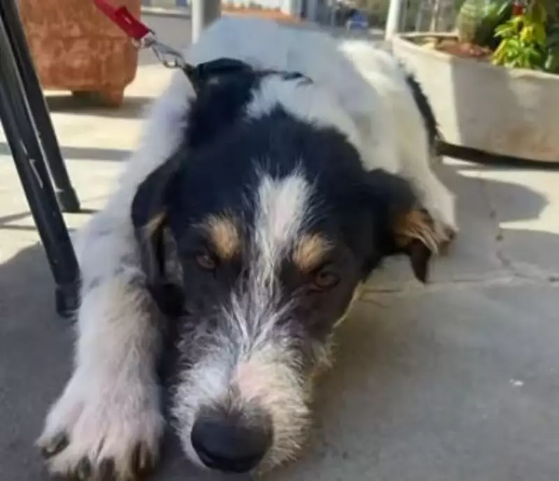 Matão em Alerta: Suspeita de Envenenamento em Massa de Animais Assusta Moradores