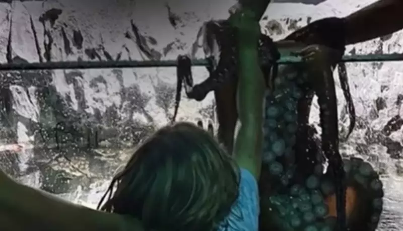 Menino é surpreendido por polvo em aquário nos EUA — veja o vídeo impressionante!