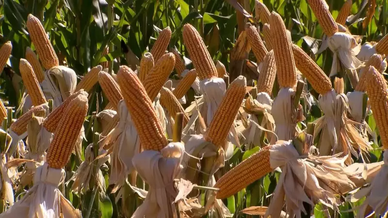 Milho em Equilíbrio: Preços Estáveis no Mercado com Colheita a Caminho do Fim
