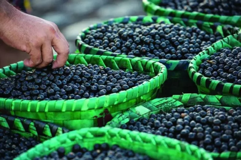 Ministério do Turismo volta atrás e promete incluir açaí e tucupi no cardápio da Copa em Belém