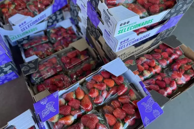 Morango do Amor perde espaço no mercado: preço despenca na Ceasa de MS
