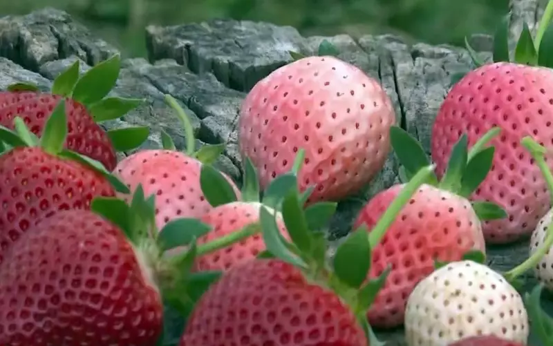 Morangos brancos e rosas: a aposta dos agricultores do Sul de Minas para vencer o clima