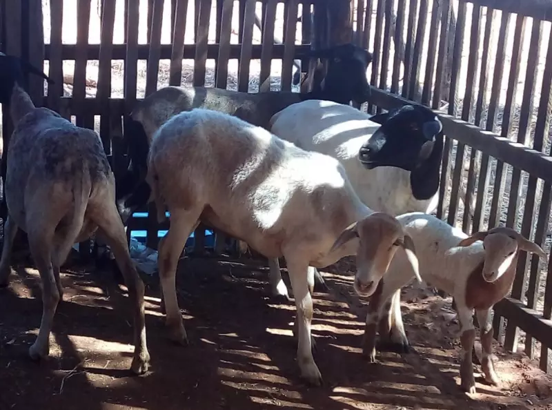 Morte súbita de animais assusta criadores no Piauí: mais de 100 bichos perdidos em poucos dias