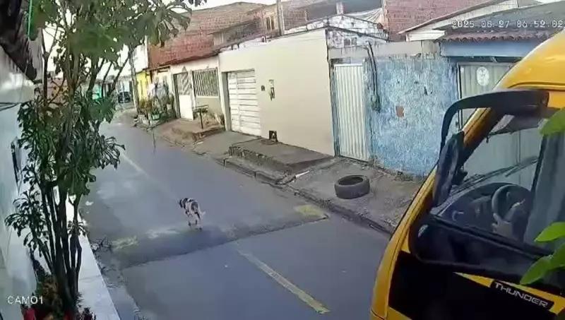 Motorista de ônibus escolar atropela e mata cachorro em Marechal Deodoro: vídeo choca nas redes