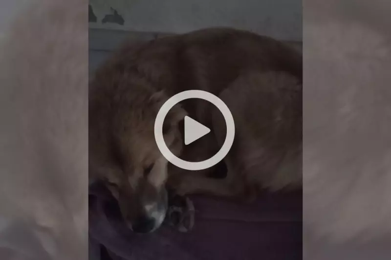 Mulher é presa em SC por deixar cachorro doente sofrer — 'Se morrer, morreu' não cola
