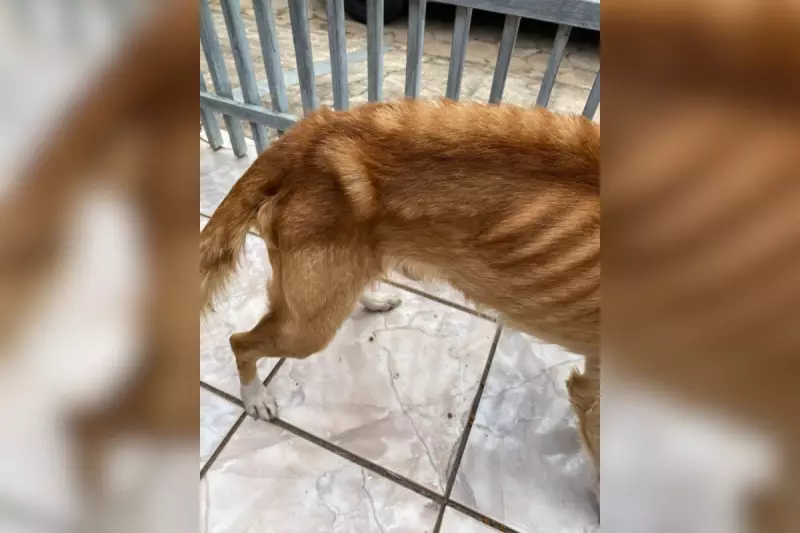 Mulher é presa por maus-tratos extremos a cão em Itapetininga — animal agora aguarda adoção