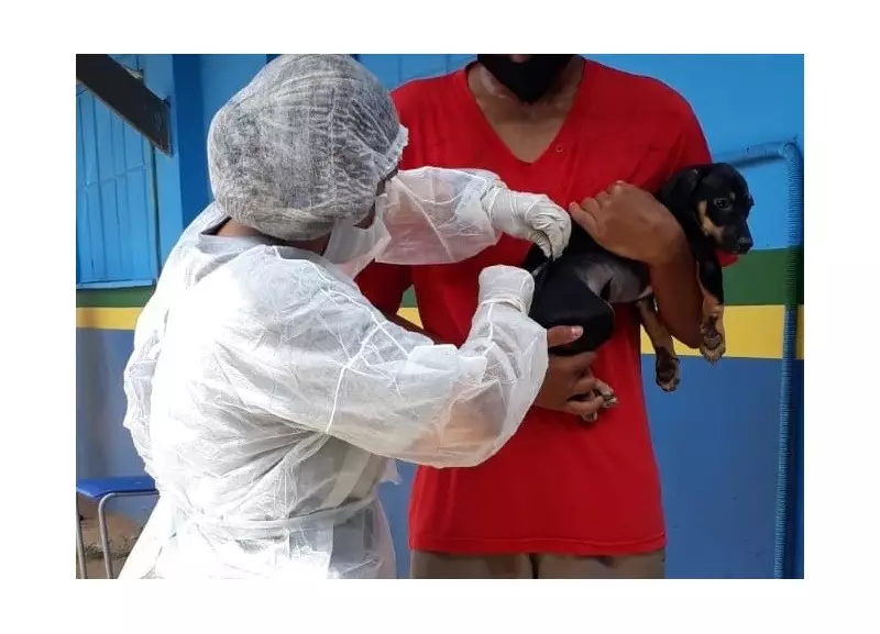 Natal em Ação: Postos de Vacinação Antirrábica Funcionam Neste Sábado (30) - Confira Onde Proteger Seu Pet!