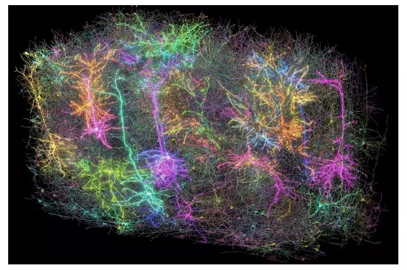 O Grande Debate da Neurociência: Cientistas Descobrem Onde a Consciência Realmente Mora no Cérebro?