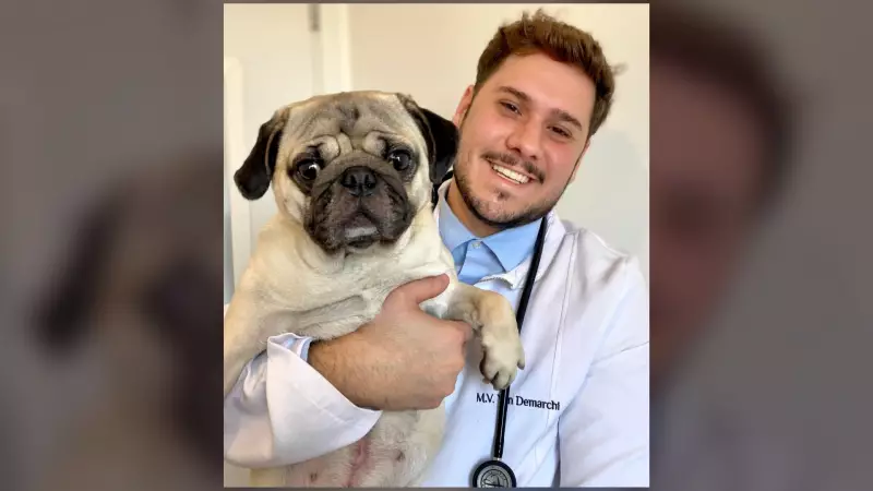 Obesidade em Pets: Especialista Revela os Perigos e Como Salvar Seu Melhor Amigo