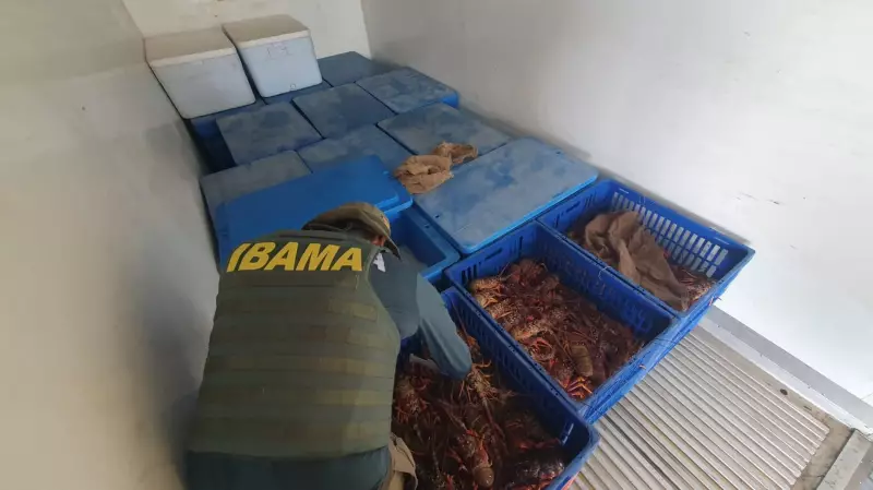 Operação apreende mais de meia tonelada de lagosta ilegal na Paraíba: veja detalhes