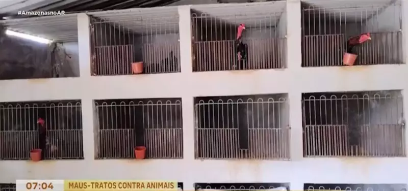Operação Contra Rinha de Galos em Manaus: 13 Presos e Mais de 100 Aves Resgatadas em Ação Policial