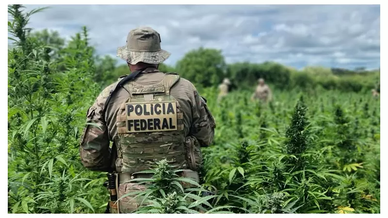 Operação da PF arrasa plantações de maconha no Nordeste: milhares de pés destruídos