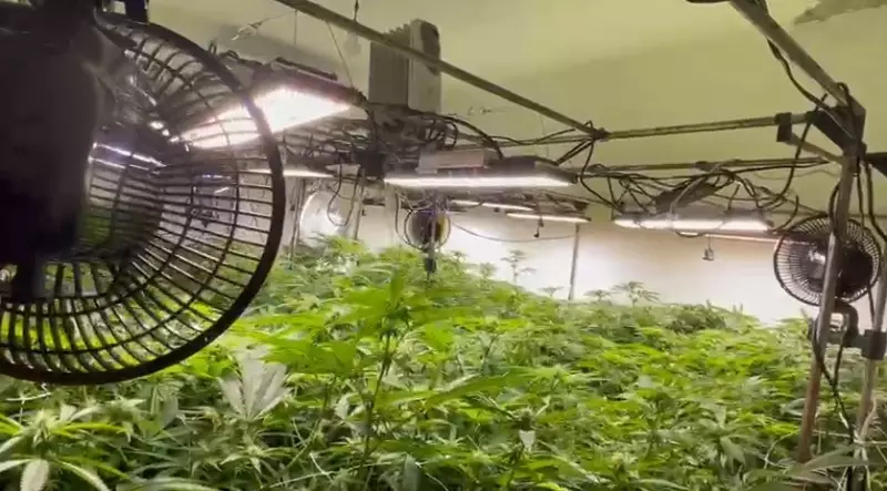 Operação da polícia desvenda estufa clandestina com centenas de pés de maconha no Rio de Janeiro
