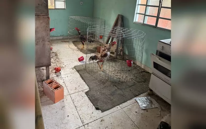 Operação em Itupeva: Polícia desmantela rinha de galos e resgata animais em cativeiro | Droga apreendida