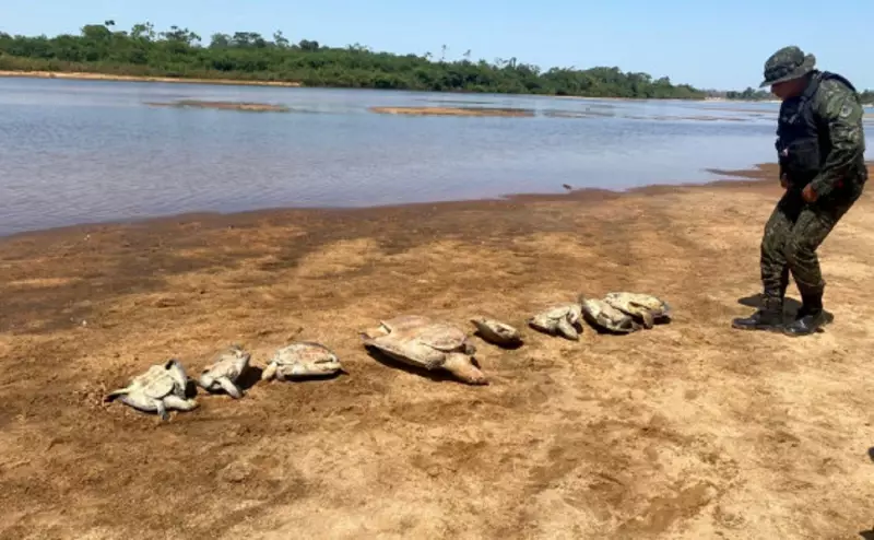 Operação no Tocantins flagra acampamento ilegal com tartarugas vivas e toneladas de peixe apreendidos