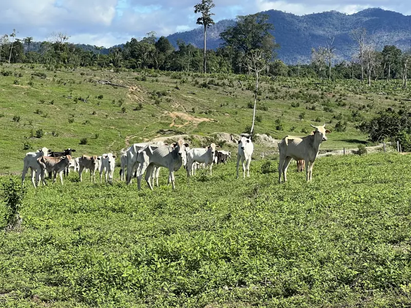 Oportunidade imperdível! IFRR oferece 150 vagas gratuitas em pós-graduação em Produção Animal