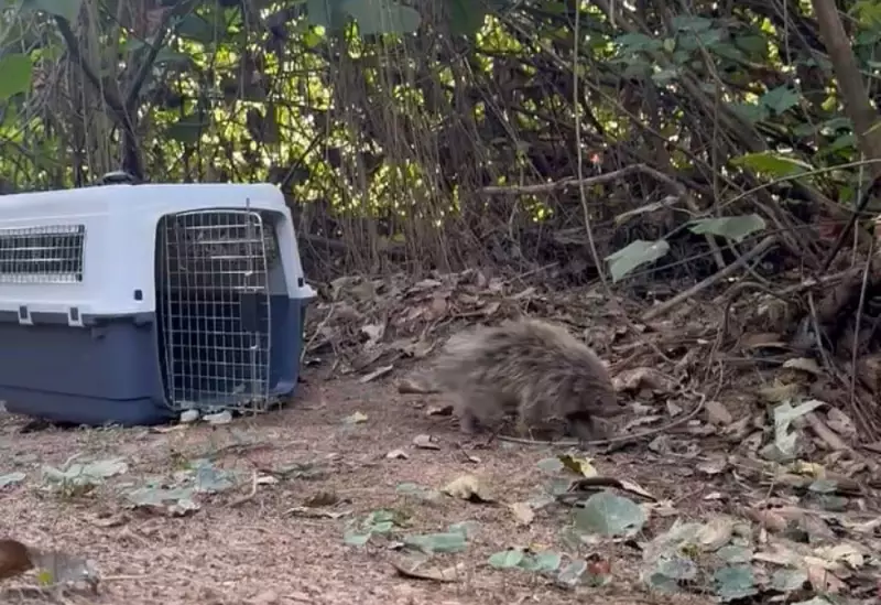 Ouriço-Cacheiro Adulto é Resgatado e Devolvido à Natureza em Volta Redonda — Veja o Vídeo!