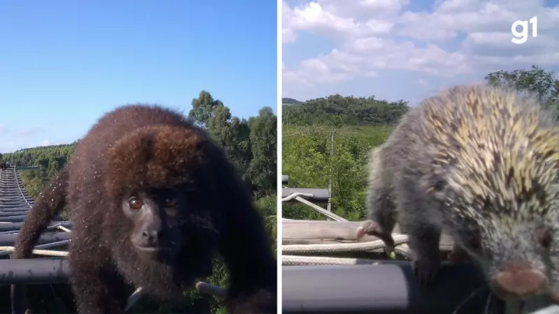 Passarela aérea no RS vira rota segura para animais cruzarem rodovia — veja como funciona