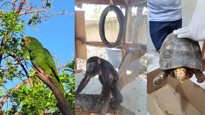 Pássaros, macacos e jabutis lideram resgates de animais silvestres em áreas urbanas do Piauí
