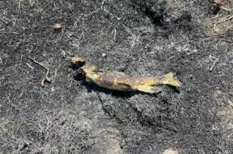 Peixe cai do céu, causa curto-circuito e incêndio florestal no Canadá — fenômeno bizarro!
