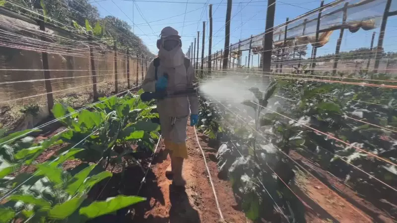 Período de carência de defensivos agrícolas: o que você precisa saber para não errar