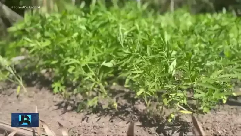 PF Desmantela Megaplantação de Maconha no Amazonas: Operação Atingiu 11 Municípios e Apreendeu Toneladas da Erva