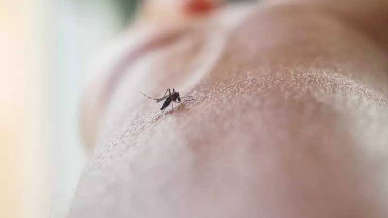 Picadas de Mosquito: Guia Definitivo para Aliviar a Coceira e se Proteger