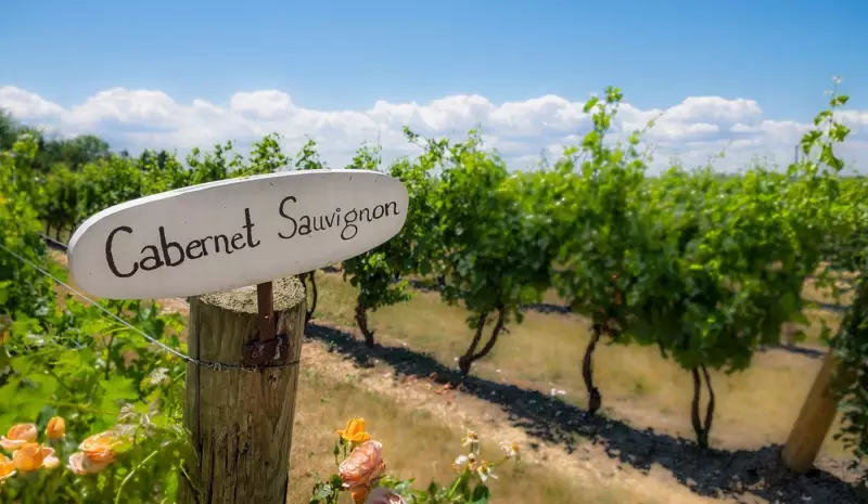 Pinot Noir vs Cabernet Sauvignon: Descubra as Diferenças Entre Esses Vinhos que Vão Surpreender Seu Paladar