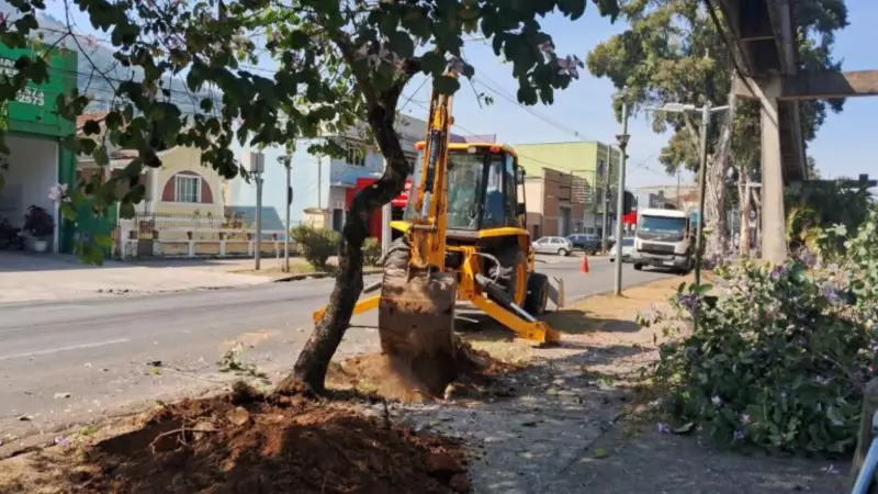Poços de Caldas dá importante passo verde: Justiça libera e Prefeitura inicia segunda fase de replantio de árvores