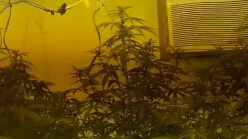 Polícia desmantela laboratório de maconha com entrega estilo iFood no RJ — veja detalhes