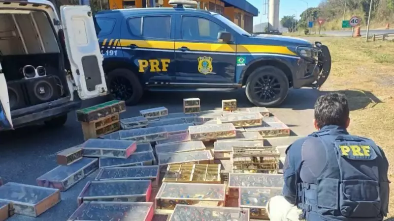 PRF salva 1.400 pássaros silvestres escondidos em caminhão — veja o resgate emocionante em MG