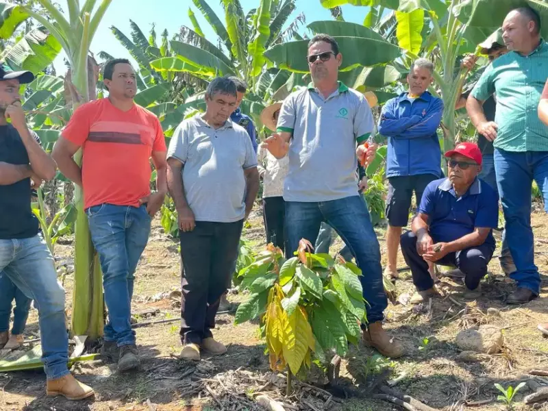 Produtores de Rurópolis Apostam em Técnicas de Poda para Revolucionar a Produção de Cacau