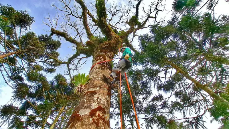 Projeto Reflora RS: A Esperança Verde Renasce no Rio Grande do Sul Após a Tragédia das Enchentes