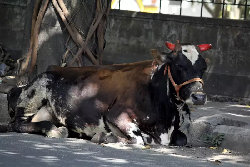Raiva bovina assusta o Leste de MG: um caso confirmado e mais duas mortes em investigação