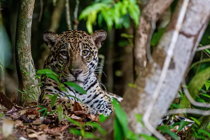 Rara onça-pintada é flagrada em reserva no Mato Grosso — veja o registro impressionante!