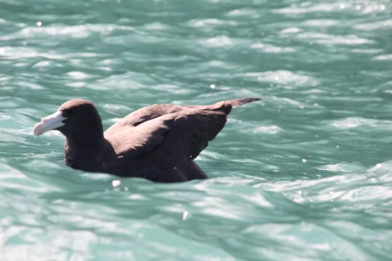Raridade Alada: Petrel-gigante é flagrado em praia de Ilhabela — veja fotos impressionantes!