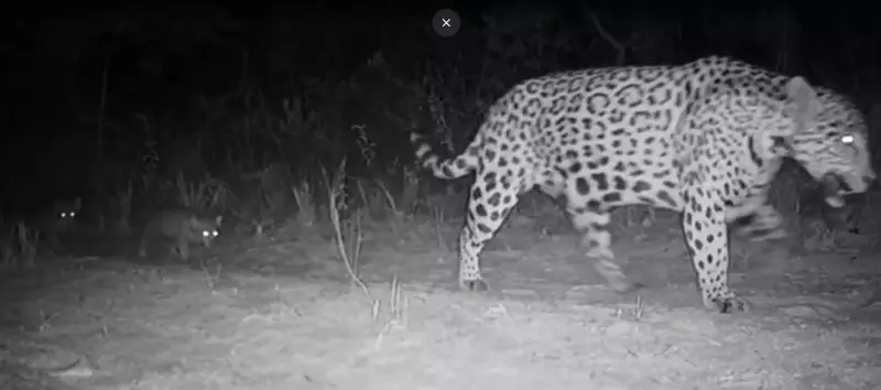 Raridade da Natureza: Onça-Pintada É Flagrada com Filhotes Trigêmeos no Parque Grande Sertão Veredas — Um Espetáculo da Vida Selvagem Mineira