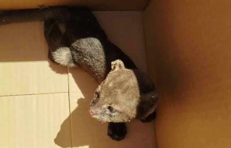 Raro gato-do-mato é encontrado dentro de residência no Piauí — espécie corre risco de extinção