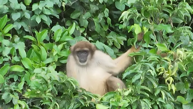 Raro Muriqui-do-Sul, Maior Primata das Américas, É Avistado Pela Primeira Vez no Parque Estadual Cunhambebe no RJ