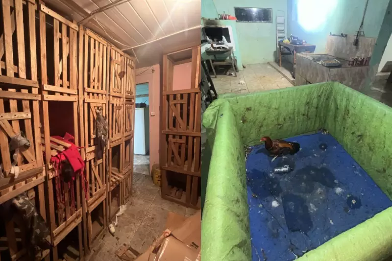 Rinhas de Galo no Paraná: Multas Pesadas por Maus-Tratos Animais em Operação Policial