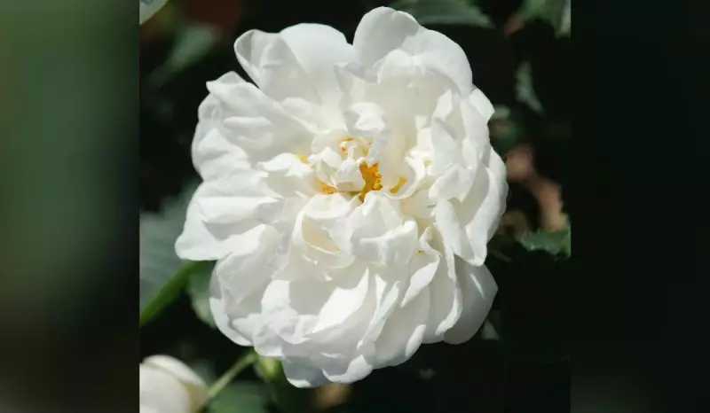 Rosa Rara da Bulgária Chega ao Mundo pela Magia da Natura: Uma Jornada de Aromas e Sustentabilidade