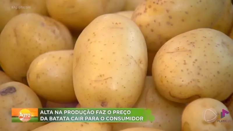 Safra recorde de batatas no interior de SP faz preços despencarem no mercado