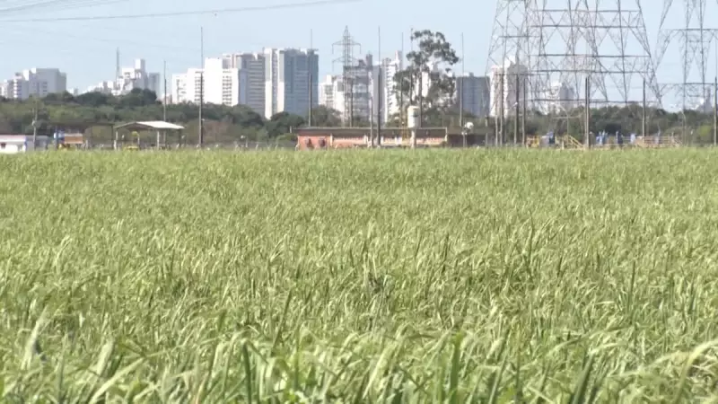 Salto Histórico: Produção de Açúcar Cristal em SP Dispara e Bate Recorde Inédito