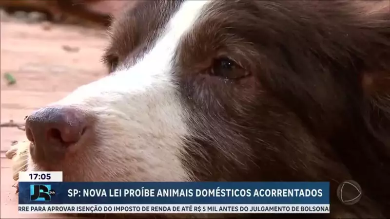 São Paulo Dá Um Basta: Nova Lei Proíbe Cães e Gatos Acorrentados — Multas Chegam a R$ 5 Mil