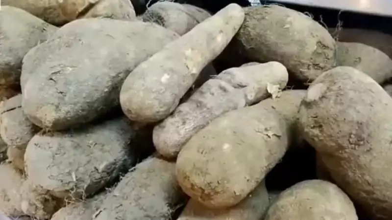 Seca no Agreste Pernambucano ameaça safra de inhame: produtores enfrentam prejuízos